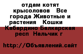 отдам котят крысоловов - Все города Животные и растения » Кошки   . Кабардино-Балкарская респ.,Нальчик г.